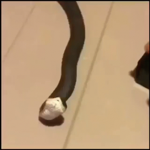 Person Holding Snake With Bandage On Tail GIF