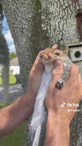 Person Holding Squirrel Looking at Camera