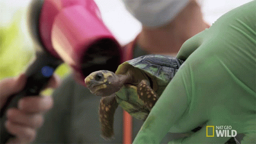 Person Holding Turtle with National Geographic Logo