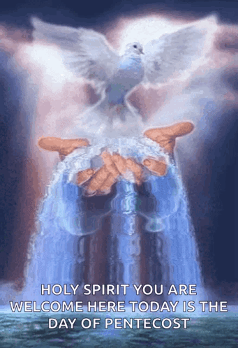 Person Holding Water And Dove Holy Spirit Pentecost GIF