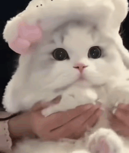 Person Holding White Cat in White Hat with Pink Bow