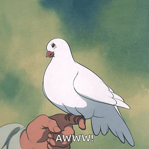 Person Holding White Pigeon Awww