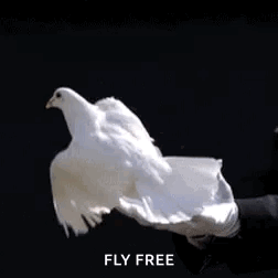 Person Holding White Pigeon Flying Away GIF