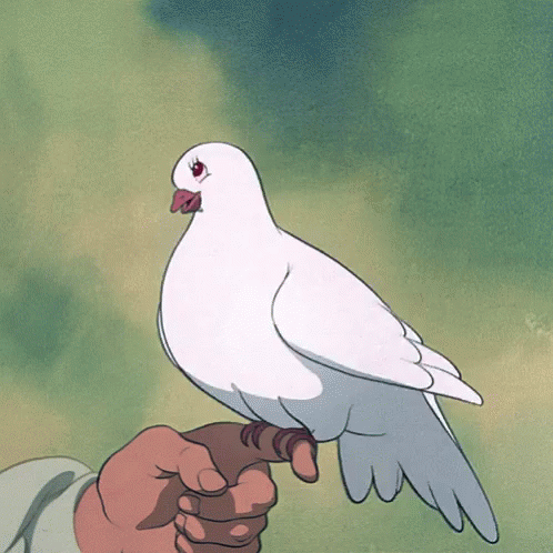 Person Holding White Pigeon