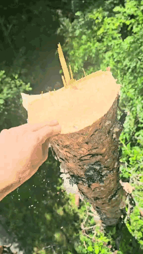 Person Holding Wood