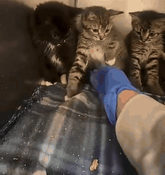 Person in Blue Glove Petting Three Kittens on Blanket