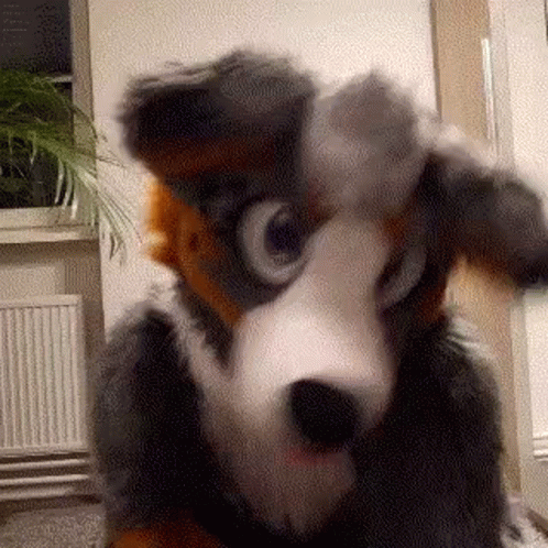 Person in Furry Dog Costume Funny Face
