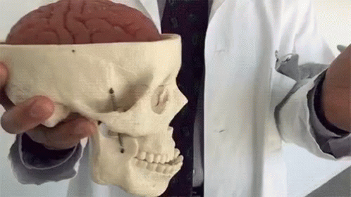Person in Lab Coat Holding Brain and Skull Models