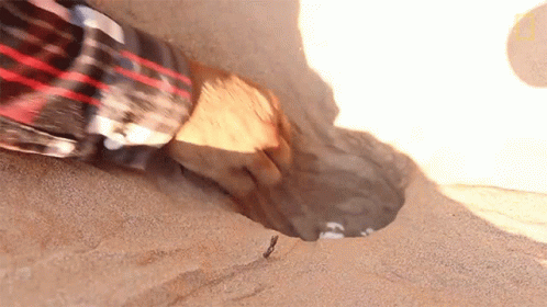 Person in Plaid Shirt Touching Sand