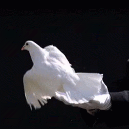 Person In White Gloves Holding White Bird GIF