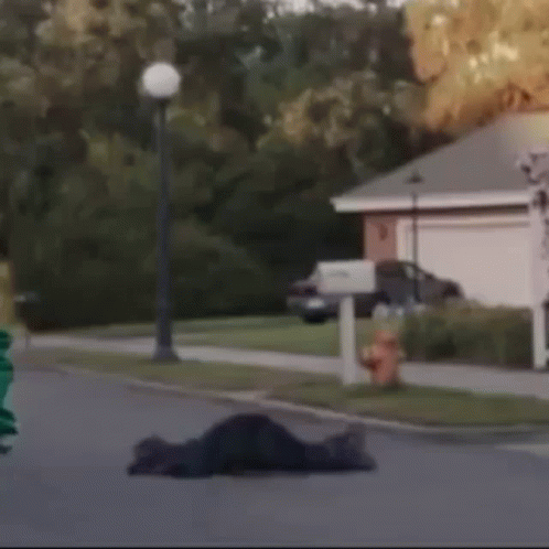 Person Laying On Side Of Road GIF