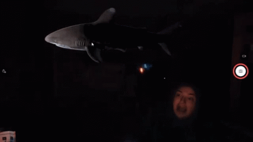 Person Looking At Shark In Darkness GIF