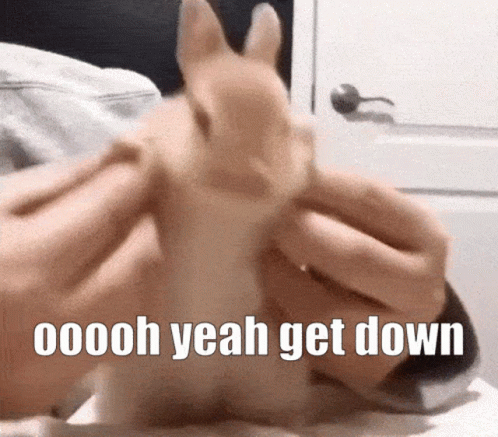 Person Lying on Bed with Rabbit on Head