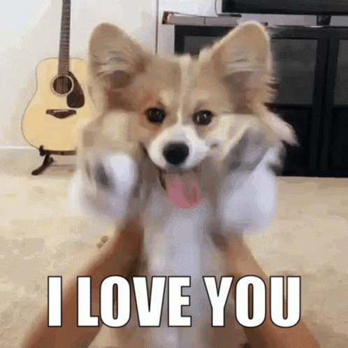 Person Making Dog Move I Love You GIF