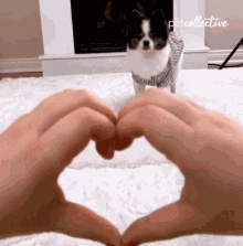 Person Making Heart With Hands In Front Of Dog GIF
