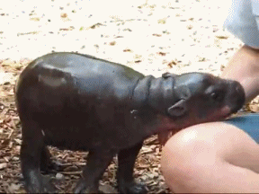 Person Petting Baby Hippopotamus GIF
