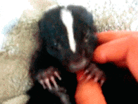 Person Petting Baby Skunk with White Spot