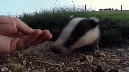 Person Petting Badger in Field