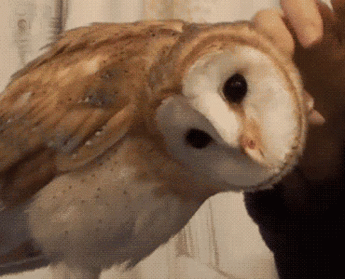 Person Petting Barn Owl