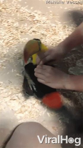Person Petting Bird Viralhog
