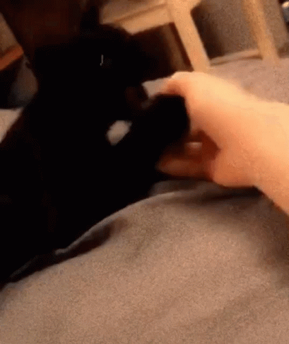 Person Petting Black Cat's Paw on Blanket