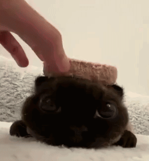 Person Petting Black Cat With Bread on Head