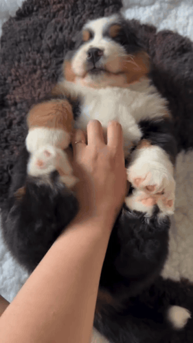 Person Petting Brown and White Dog