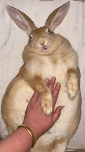 Person Petting Brown and White Rabbit