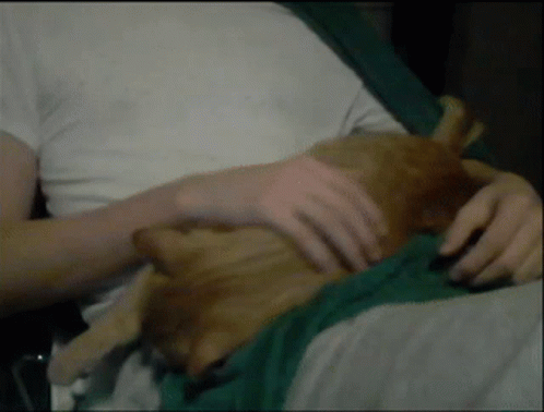 Person Petting Brown Dog on Green Cloth