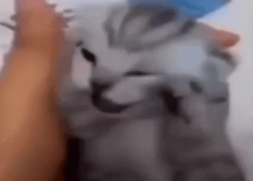 Person Petting Cat