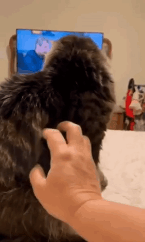 Person Petting Cat in Front of TV