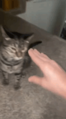Person Petting Cat On Couch GIF