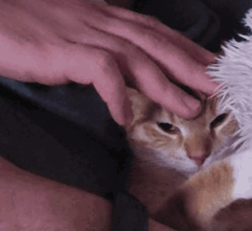 Person Petting Cat's Face
