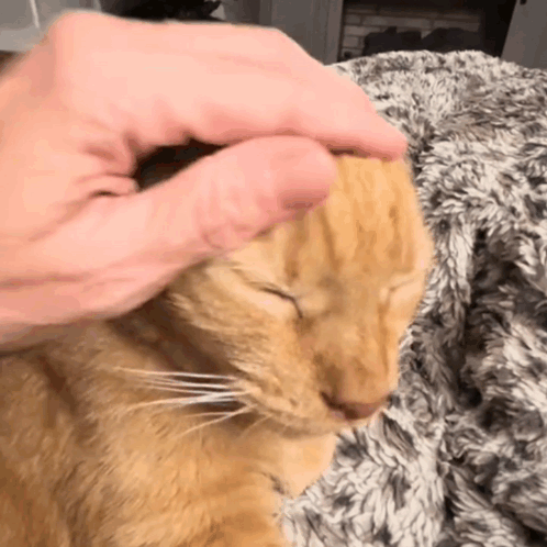 Person Petting Cat's Head