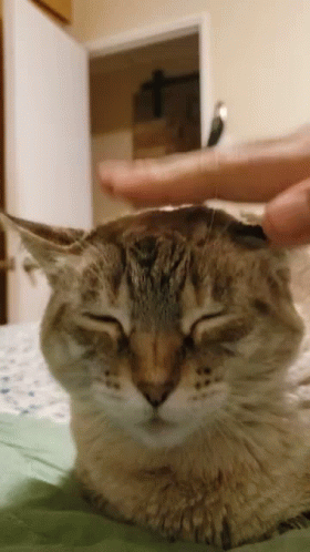Person Petting Cat's Head With Finger GIF