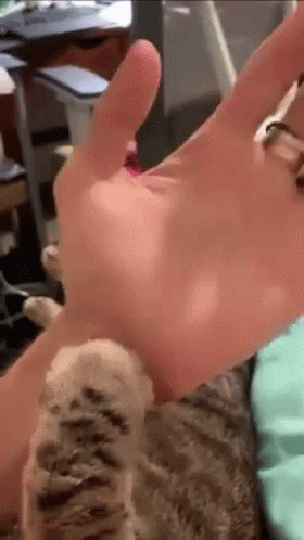 Person Petting Cat's Paw