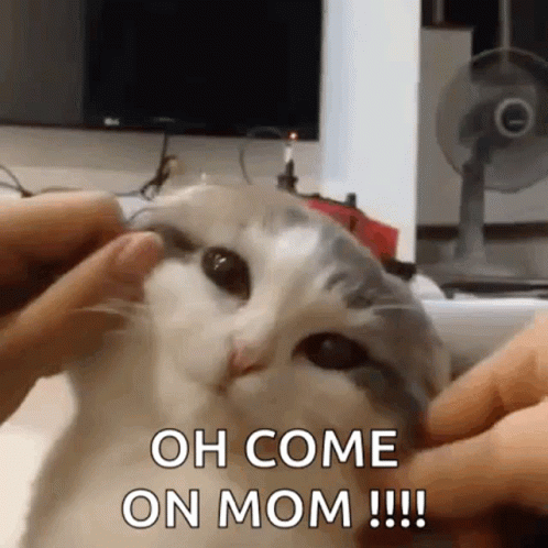 Person Petting Cat Saying Oh Come On Mom GIF