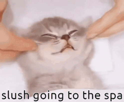 Person Petting Cat Slush Going to the Spa