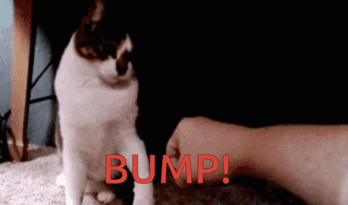 Person Petting Cat With Bump