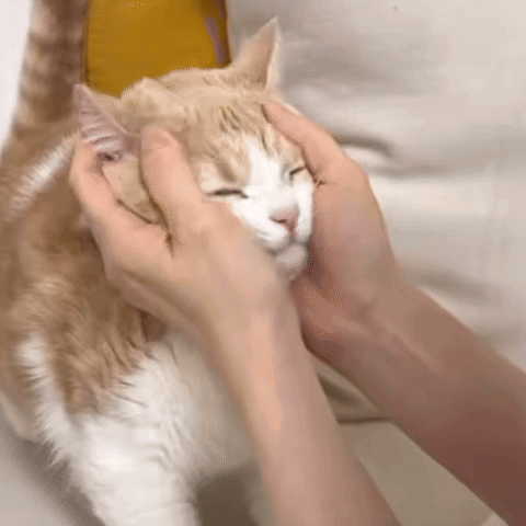 Person Petting Cat With Eyes Closed