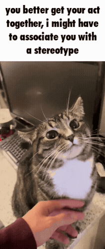 Person Petting Cat You Better Get Your Act Together GIF