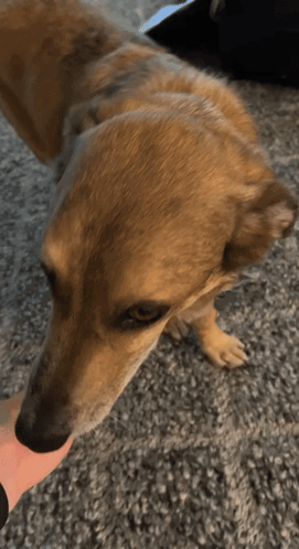 Person Petting Dog