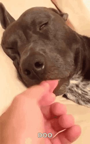 Person Petting Dog Nose Doo