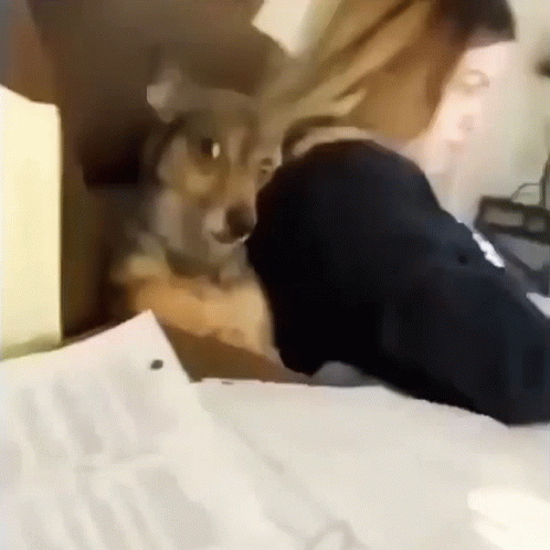 Person Petting Dog On Desk GIF