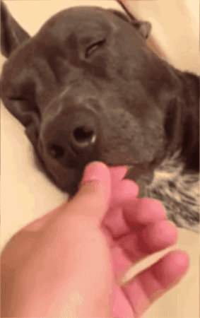 Person Petting Dog