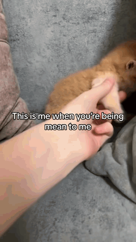 Person Petting Dog's Paw
