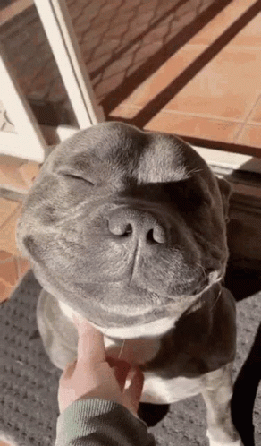 Person Petting Dog With Eyes Closed