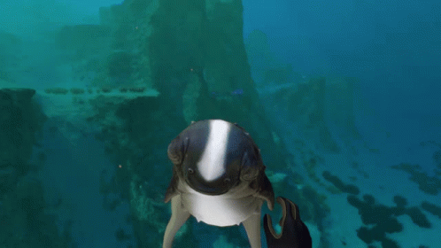 Person Petting Fish in Ocean