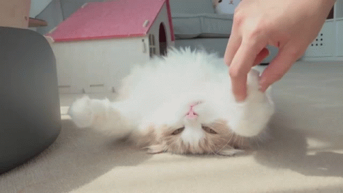 Person Petting Fluffy White Cat on Floor