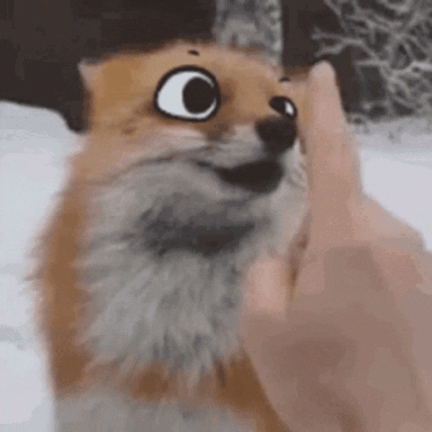 Person Petting Fox Face in Snow
